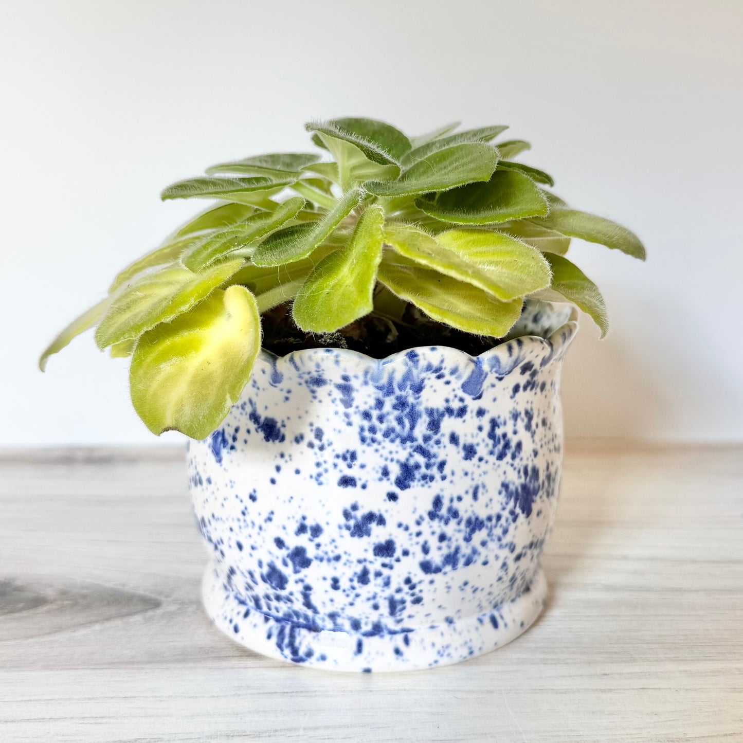 Violet pot, scalloped, blue splatterware